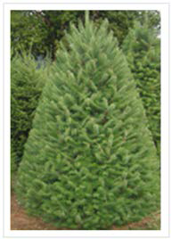 DOUGLAS-FIR-TREE